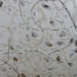 画像4: 水滴紙　大柄　楮入り (4)