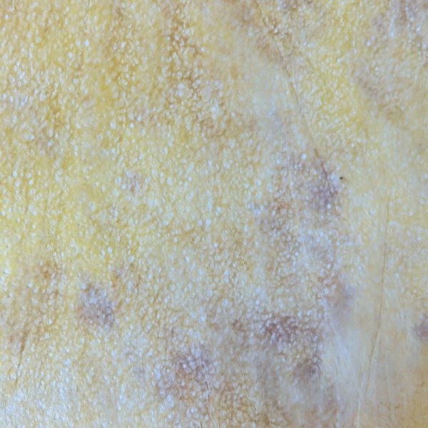 画像3: むら染め落水　黄色＋茶色 (3)