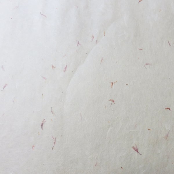 ワケアリ　シワ