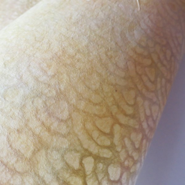 画像4: 黄色ぼかし　青海波 (4)