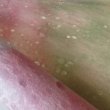 画像8: 染紙　落水　オレンジ＋紫＋ピンク＋緑ぼかし (8)